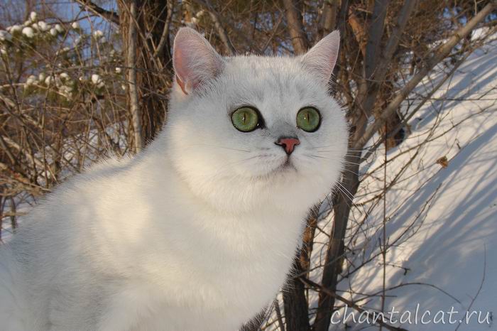 Cattery of the British cats of chinchillas 