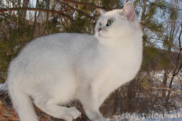 Cattery of the British cats of chinchillas 