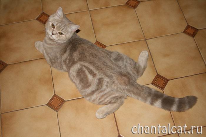Cattery "Chantal"- scottish-straight shorthair and scottish-fold shorthair 