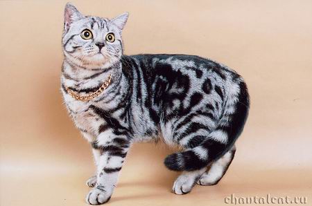    silver-classic-tabby