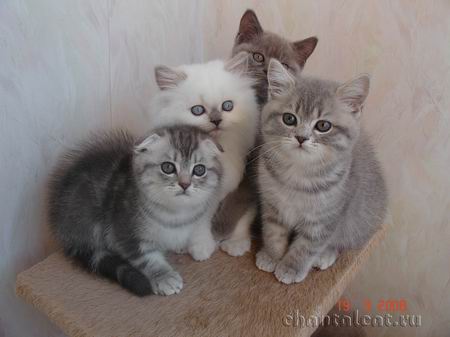 SFS/SFT/SFS71/scottish longhair/highland straight/scottish straight/scottish fold photo