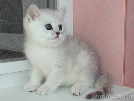 Kitten silver shaded 