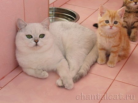 british shorthair silver shaded