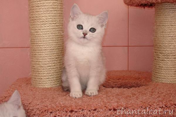 scottish-straight silver spotted tabby