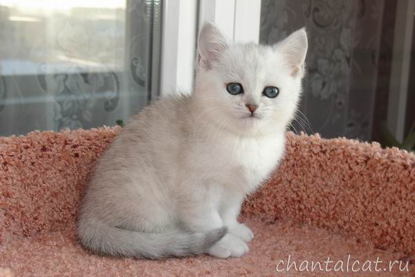 kitten for sale photo