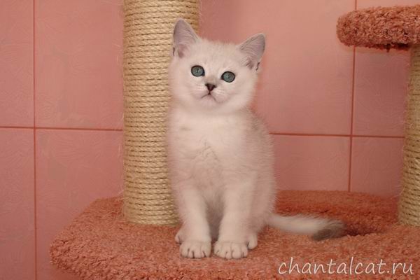 silver shaded kitten