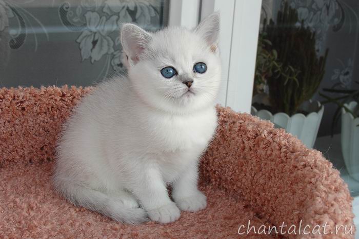 Cattery of the British cats of chinchillas, silver shaded.