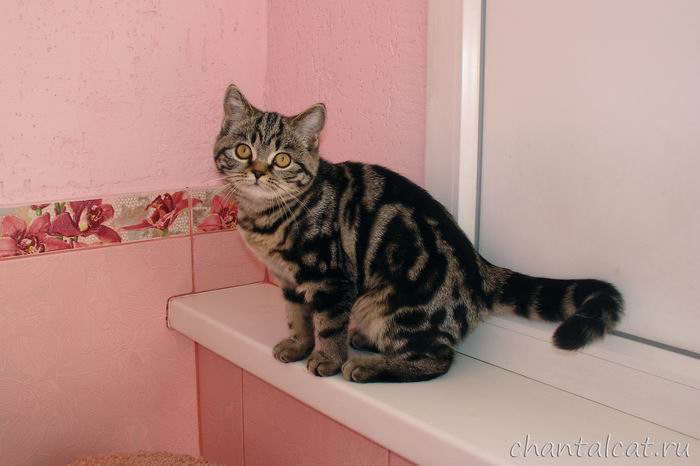 brown-tabby,   