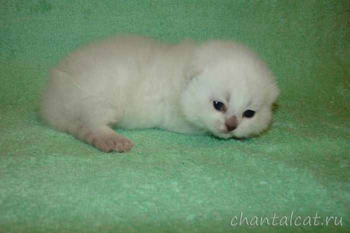 silver shaded, silver chinchilla kitten for sale