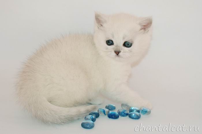 British shorthair kittens chinchilla