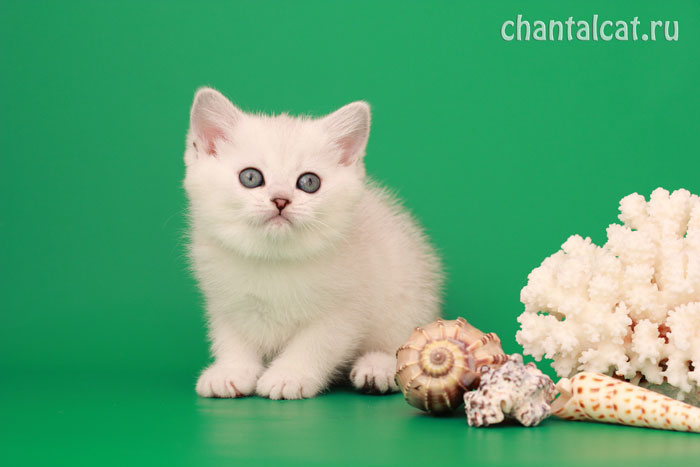 chinchilla kitten male photo