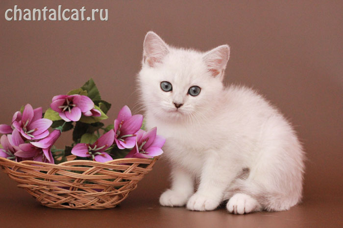 kitten chinchilla photo