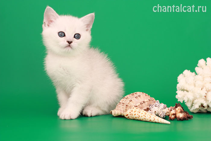 british shorthair silver shaded