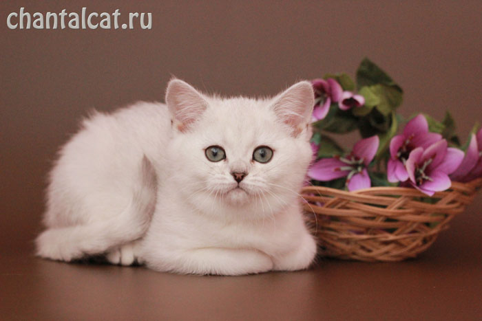 british shorthair cattery 