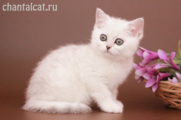 Cattery of the British cats of chinchillas