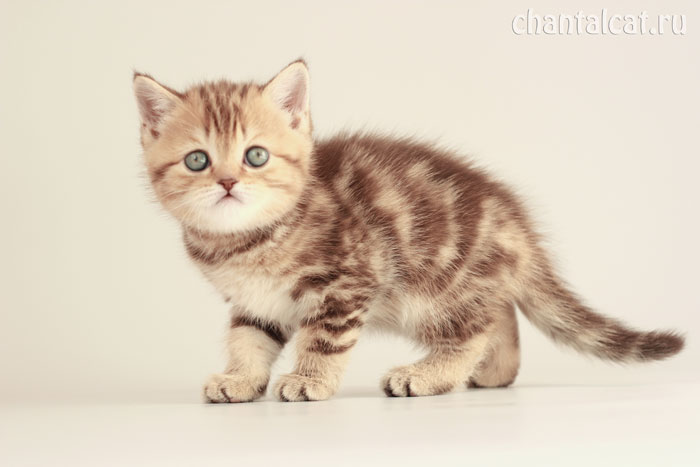 scottish-straight photo kitten
