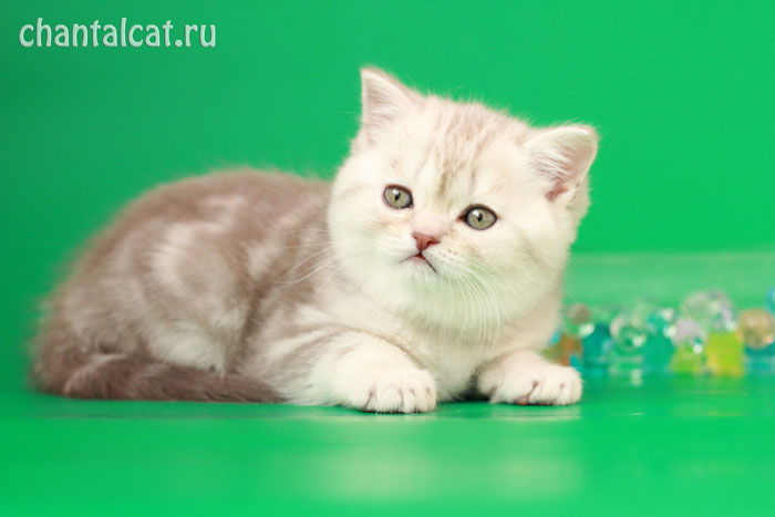 blue silver classic tabby
