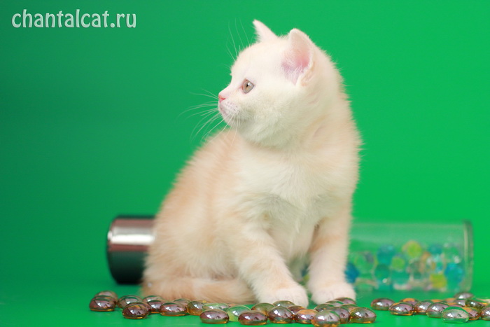 red silver blotched tabby