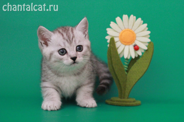 british shorthair kitten