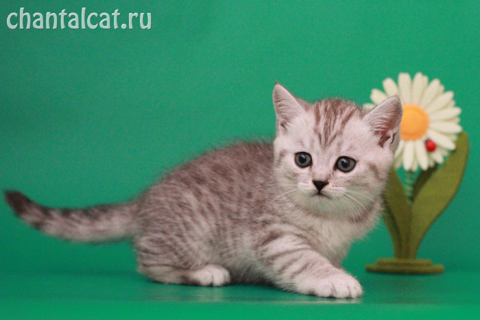 silver spotted tabby