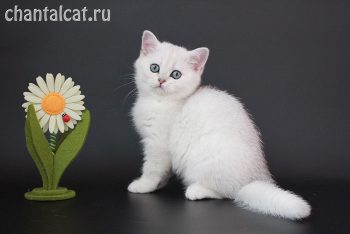 british shorthair cattery 